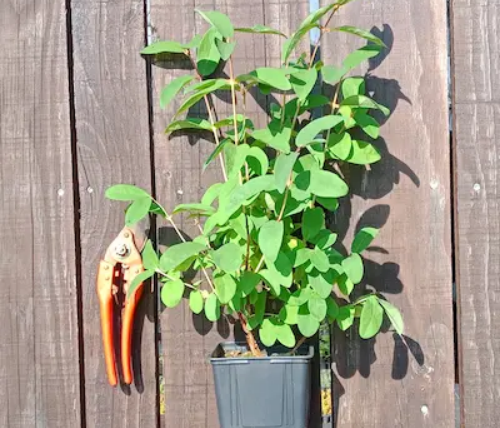 Production de camerisiers en pots de différentes tailles, de 1,3 L à 35 L
