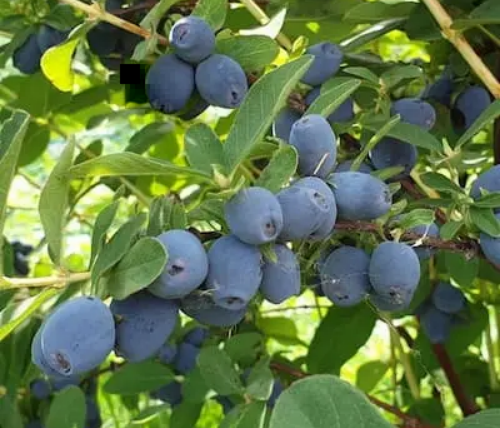 Strawberry Sensation : camerises sucrées au léger goût de fraise