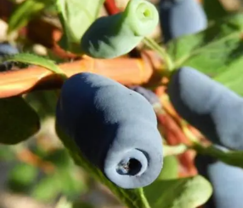 Camerisier Jugana – fruits violet foncé sucrés et pruineux