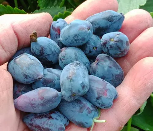 Différentes tailles et formes de fruits de la camerise : petit rond, oblong, ovale et allongé