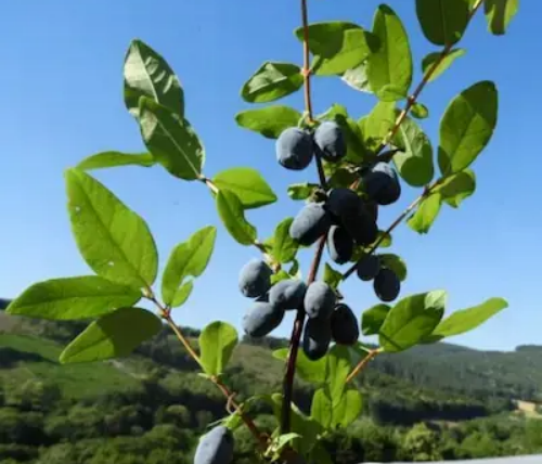Jeunes plants de camerisier en pot, cultivés en région Bourgogne