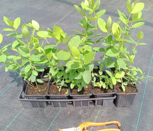 Camerisiers en lot de 10, variétés mélangées pour pollinisation croisée et rendements abondants