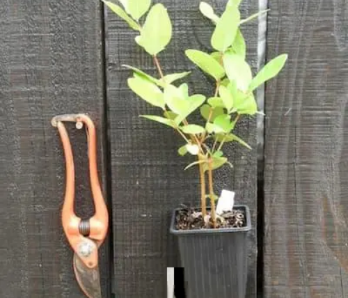 Camerisier Giant’s Heart – gros fruits ovales en forme de cœur