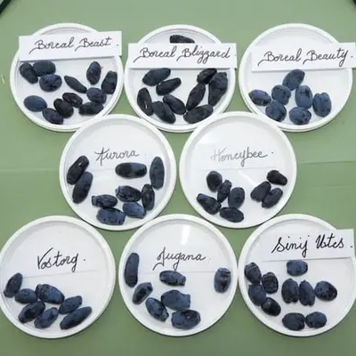 cultivars de camerisiers