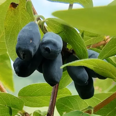 Fruits du camerisier Jugana présentés à côté d’une pièce
