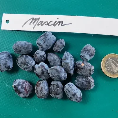 Fruits du camerisier Maxin® présentés à côté d’une pièce