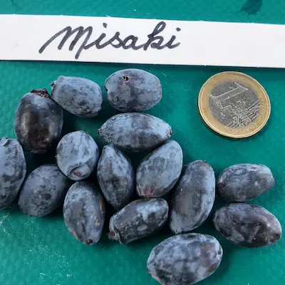 Fruits du camerisier Misaki®