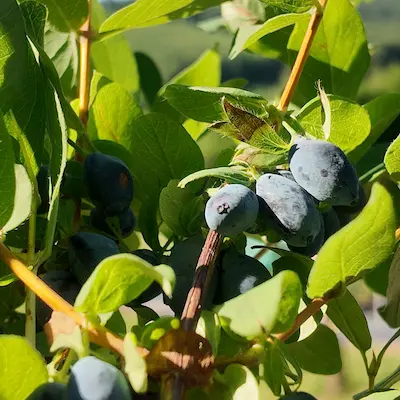 Fruits bleus d’un camerisier russe sur l’arbuste