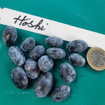 Fruits du camerisier Hoshi® présentés à côté d’une pièce