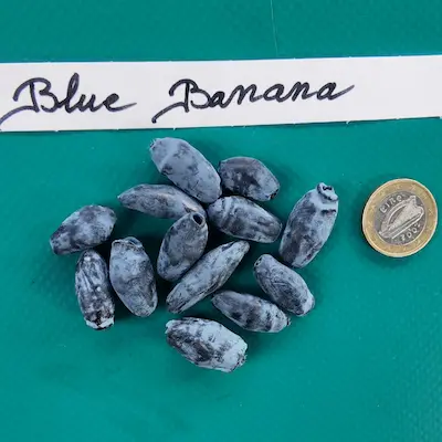 Fruits du camerisier Blue Banana présentés à côté d’une pièce