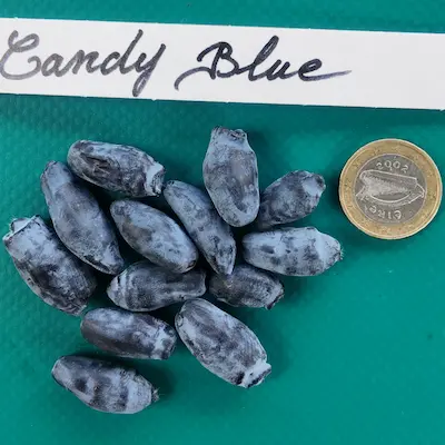 Fruits allongés du camerisier Candy Blue® Lawina à côté d’une pièce