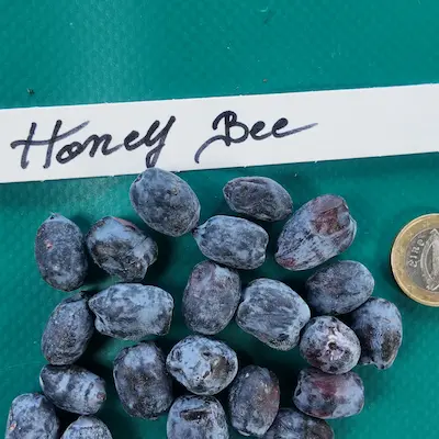 Fruits du camerisier Honey Bee® présentés à côté d’une pièce