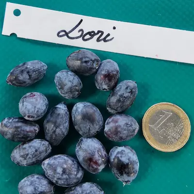 Fruits du camerisier Lori® sur l’arbuste