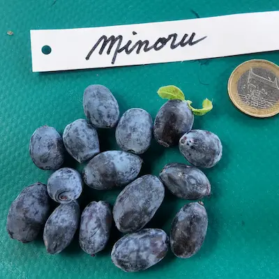 Fruits du camerisier Minoru® présentés à côté d’une pièce