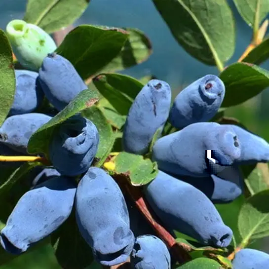 <img src="AURORA 1230.webp" alt="fruit allongé d'une camerise aurora">