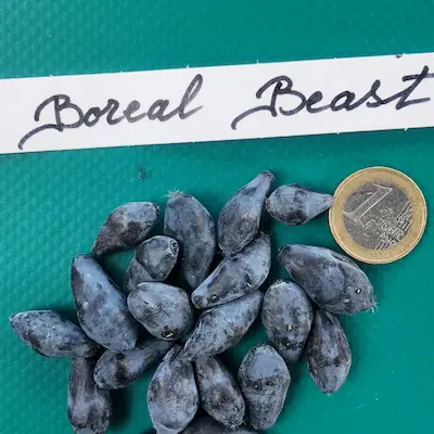 Baies de camerise boreal beast