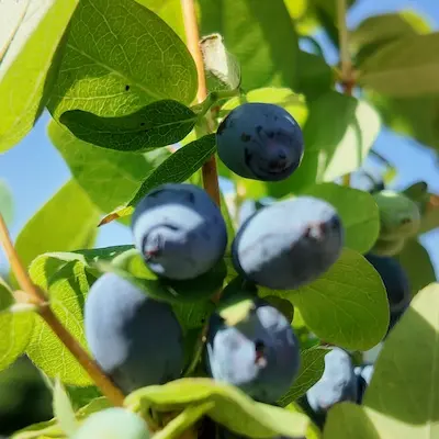 Fruit de Boreal beast