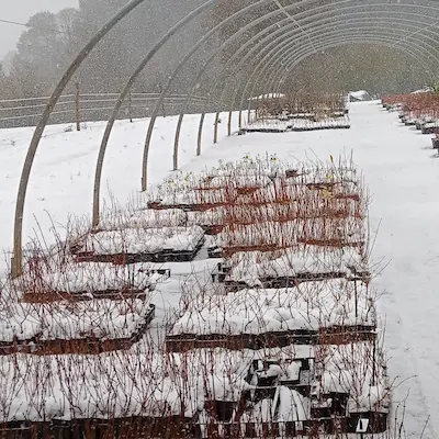 pepiniere sous la neige