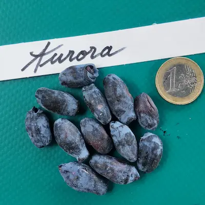 Fruit de Aurora