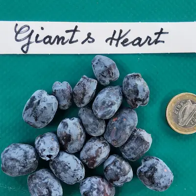 Fruit de Giant s Heart