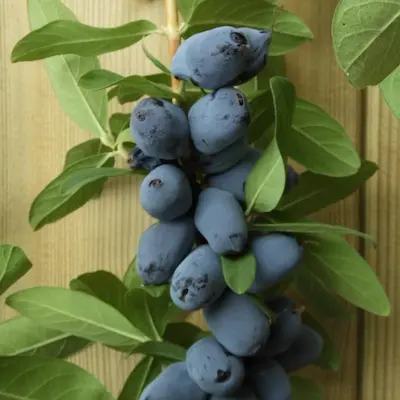 Fruit de camerisier Toya