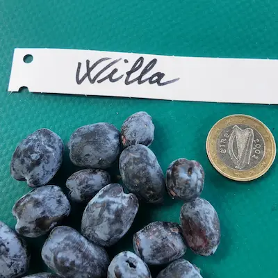 Fruits camersier Willa