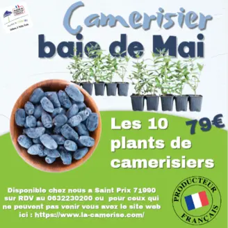 Lot de 10 plants de camerisiers baie de mai à la pépinière La Camerise