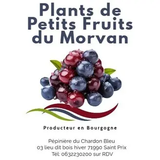Logo Plants de Petits Fruits du Morvan, producteur de camerisiers et petits fruits en Bourgogne