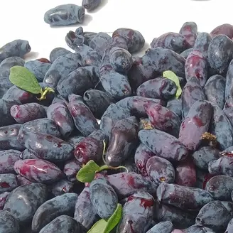 Baies de camerise fraîches après récolte, fruit du camerisier aussi appelé baie de mai