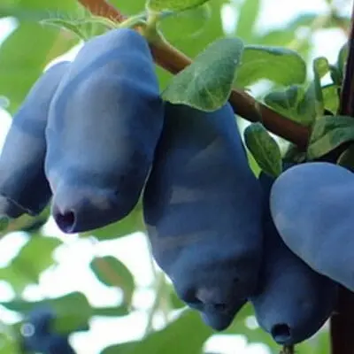 Fruits camerisier Vostorg
